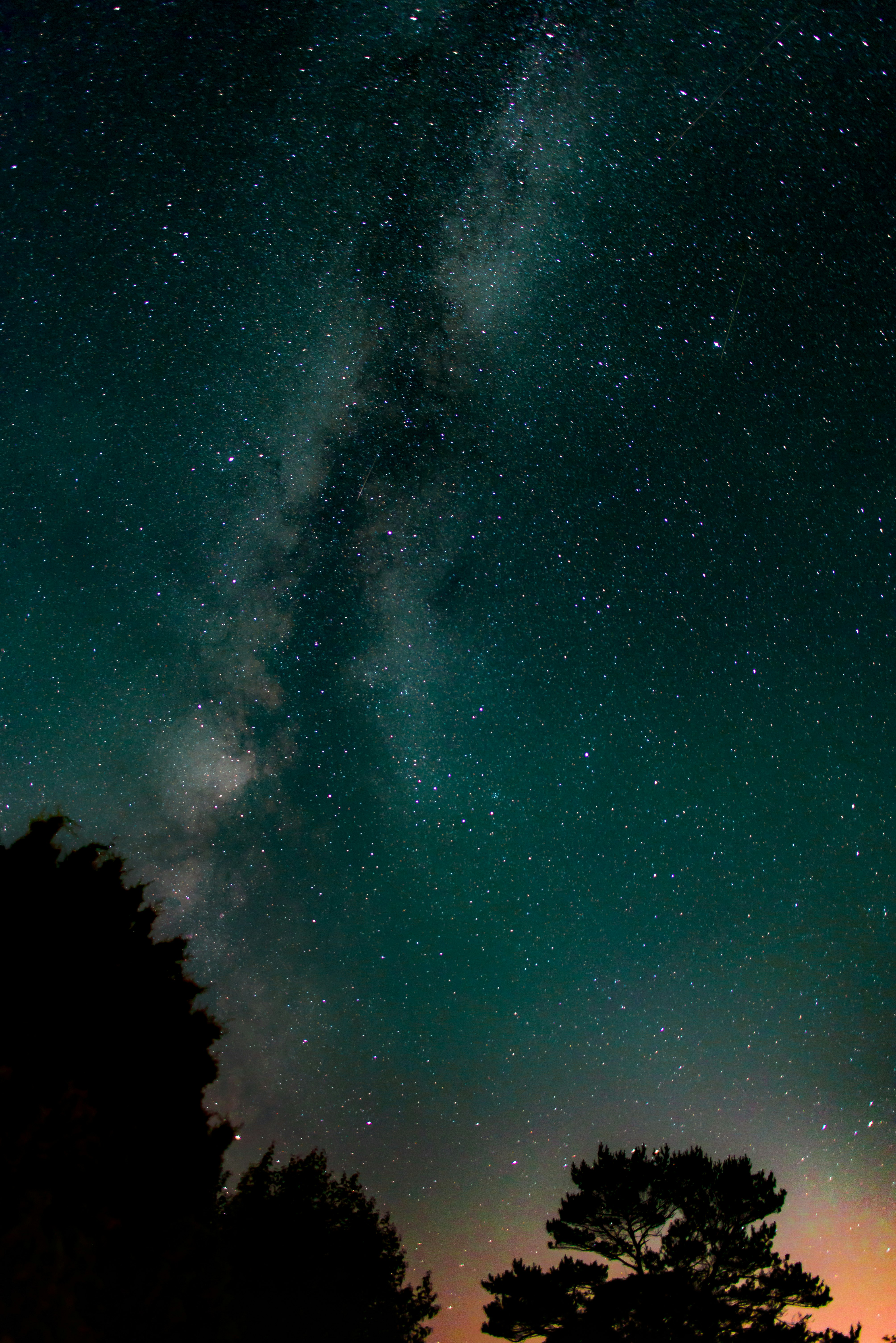 silhouette of tall trees under milkyway